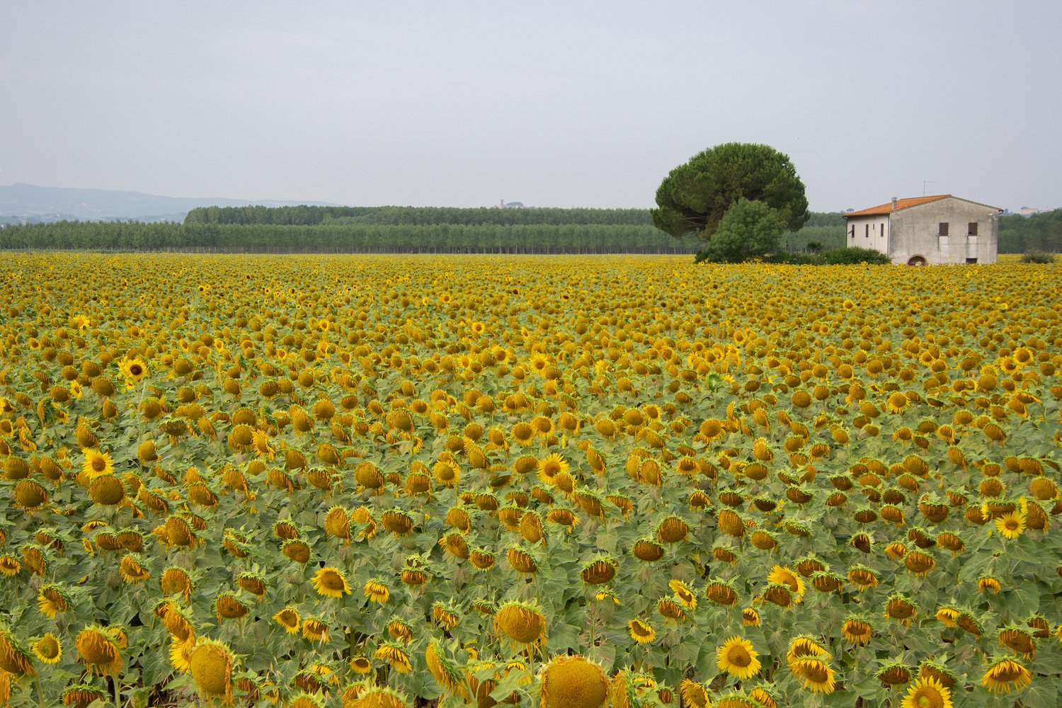 Tuscany 01