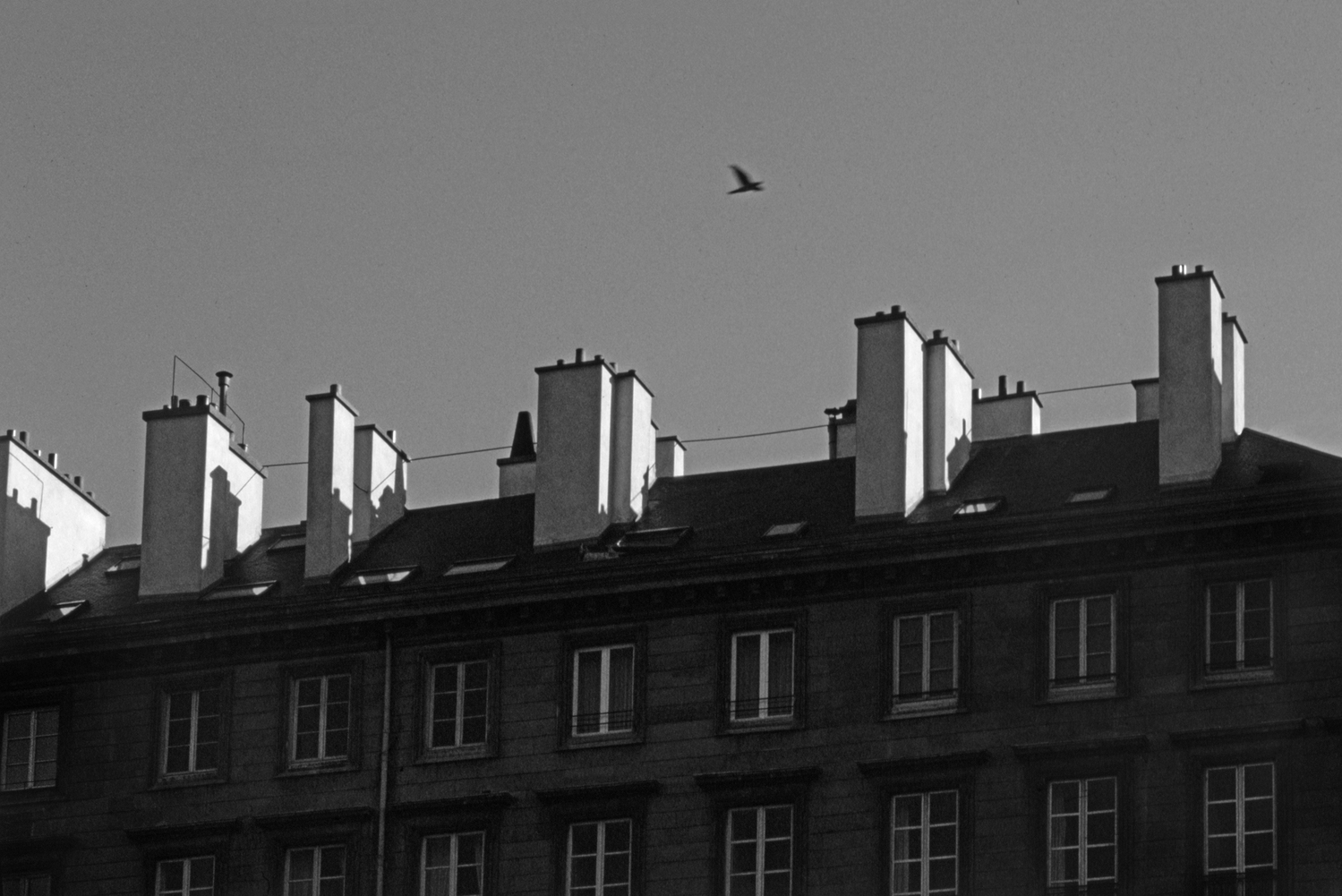 Bird Over Paris Chimneys