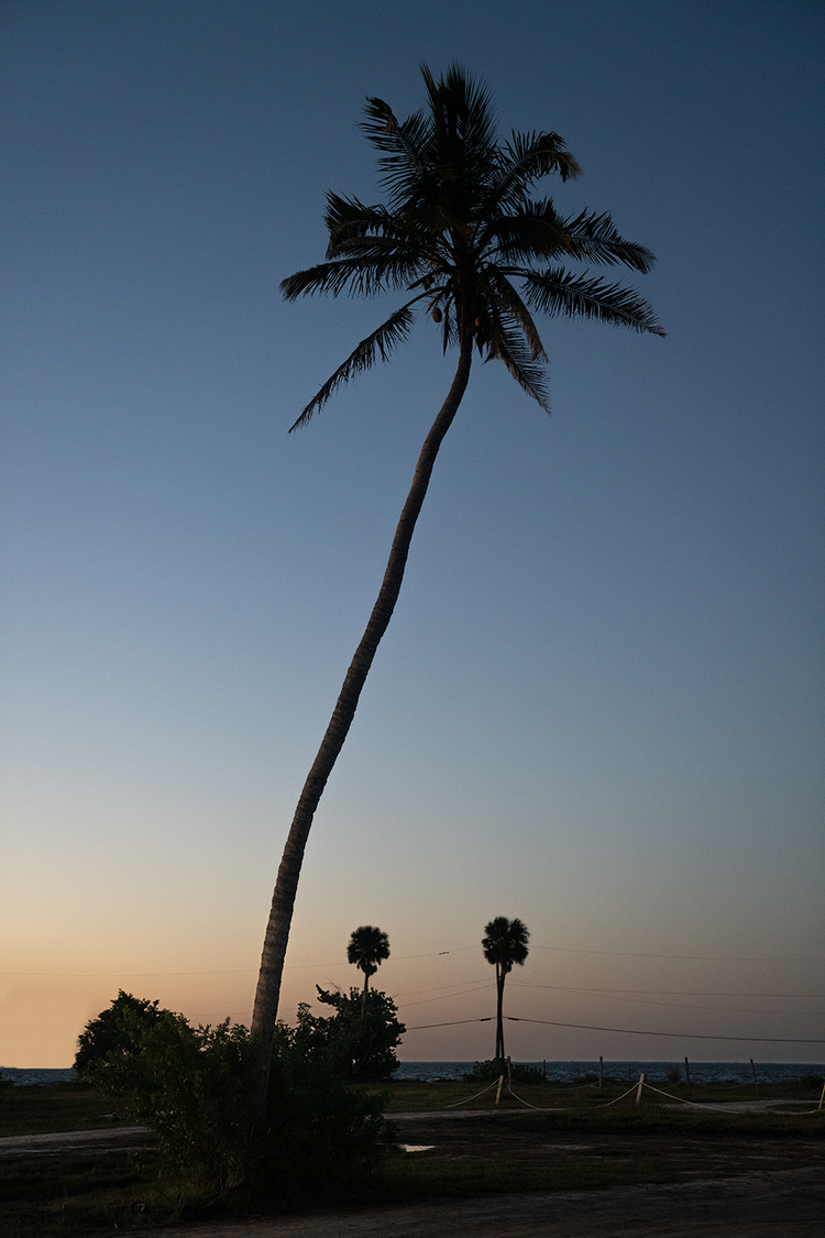 Palms on Pine Island #2