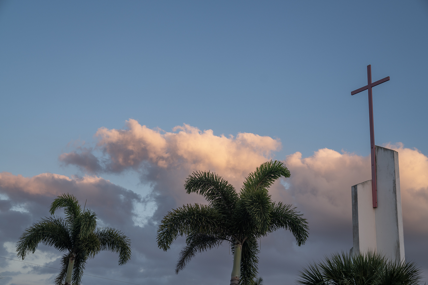 Palms on Pine Island #1